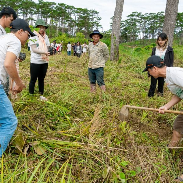 Waldbepflanzung. MICE-Tourismus in Vietnam.