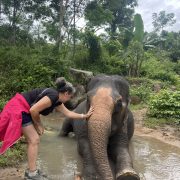boycotter la balade à dos d'éléphant au Vietnam